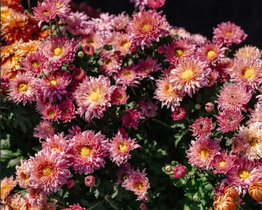 peachy mums