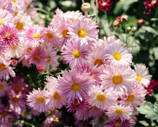 pink daisy chrysanthemum