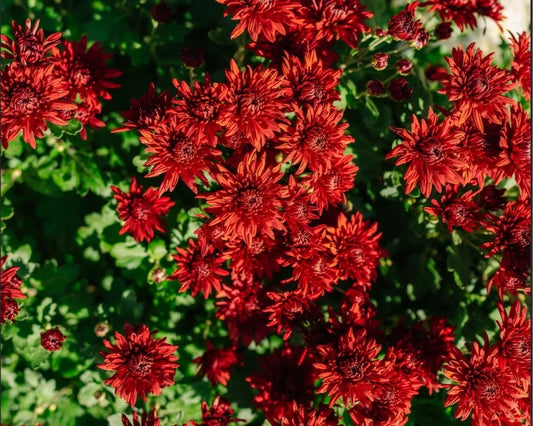 red mums