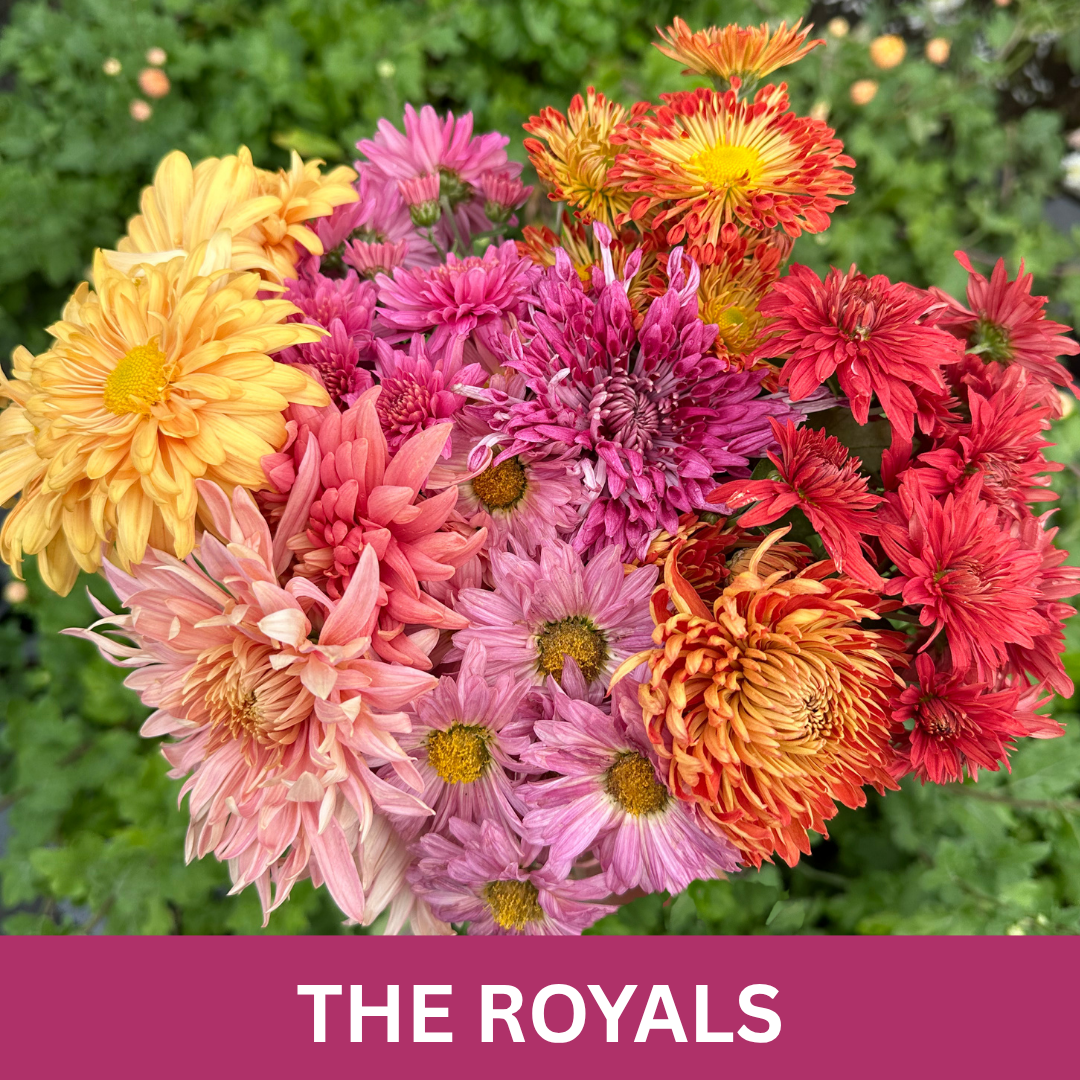 Bouquet of colorful flowers with 'THE ROYALS' text at the bottom.