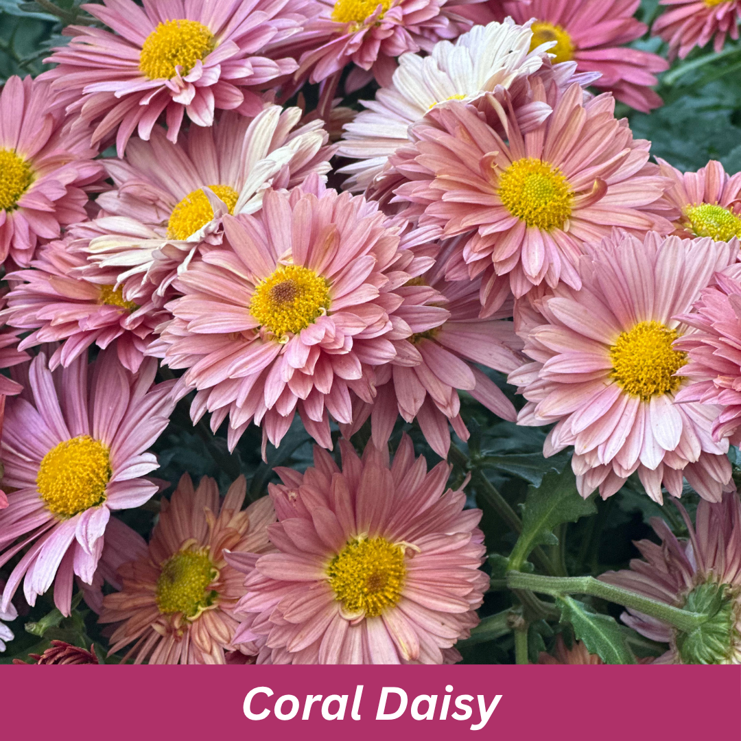Coral Daisy Chrysanthemums