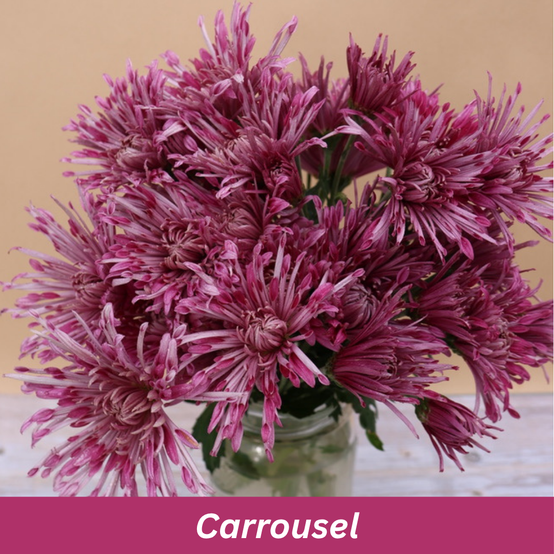 Bouquet of pink flowers called 'Carrousel'