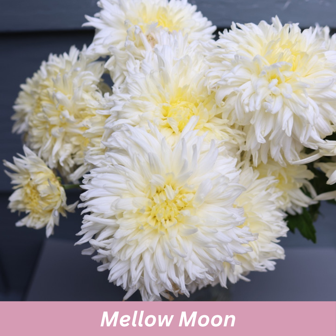 Mellow Moon Chrysanthemum