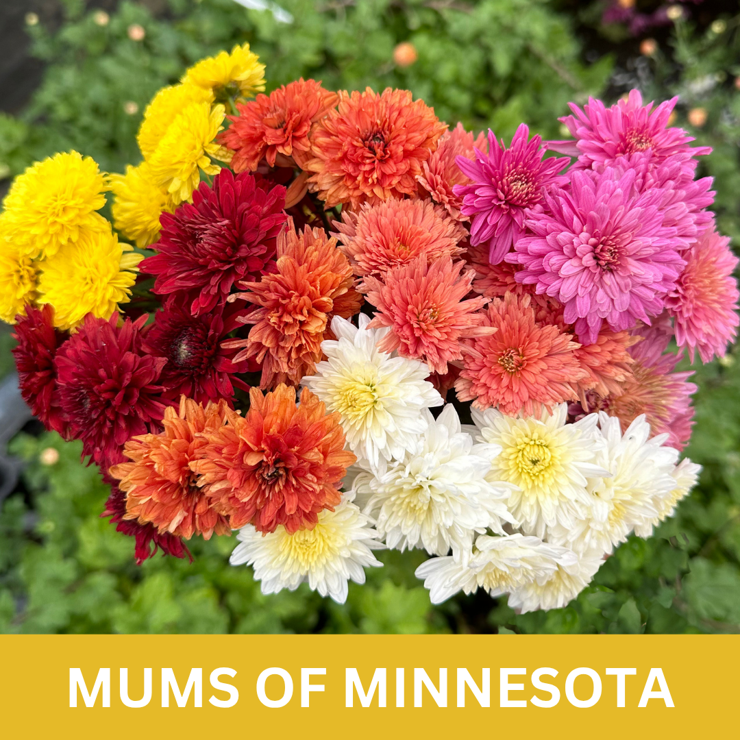 Colorful mums with text 'Mums of Minnesota' Collection