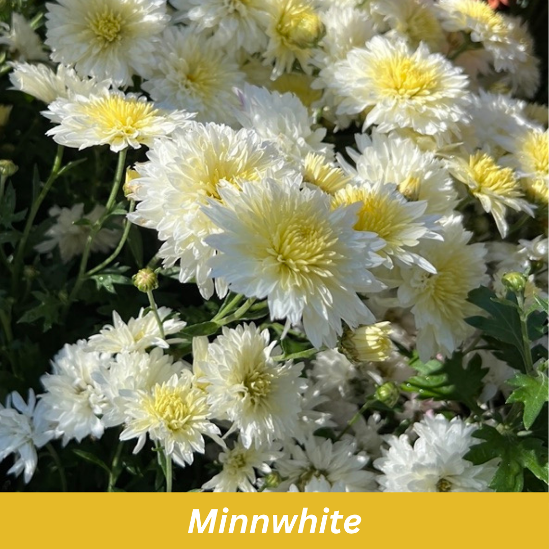 Close-up of white and yellow flowers with 'Minnwhite' label