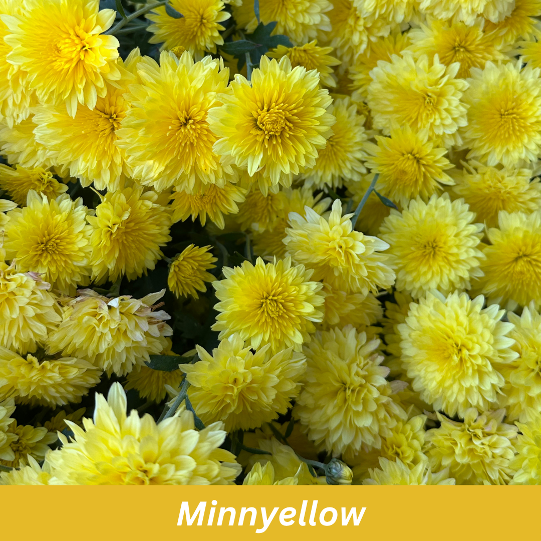 Close-up of yellow flowers with 'Minnyellow' label at the bottom.