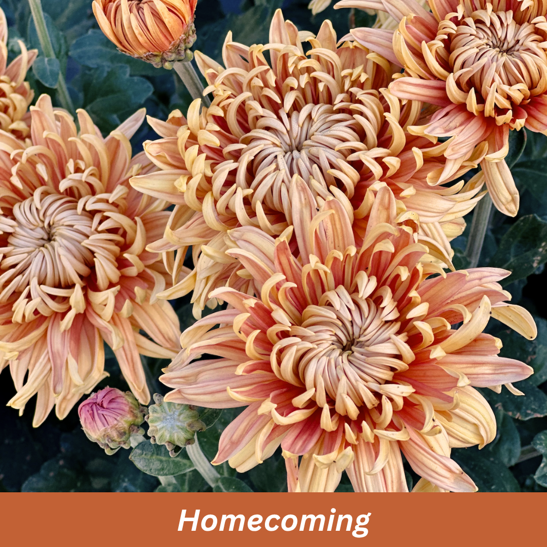 Homecoming Chrysanthemum