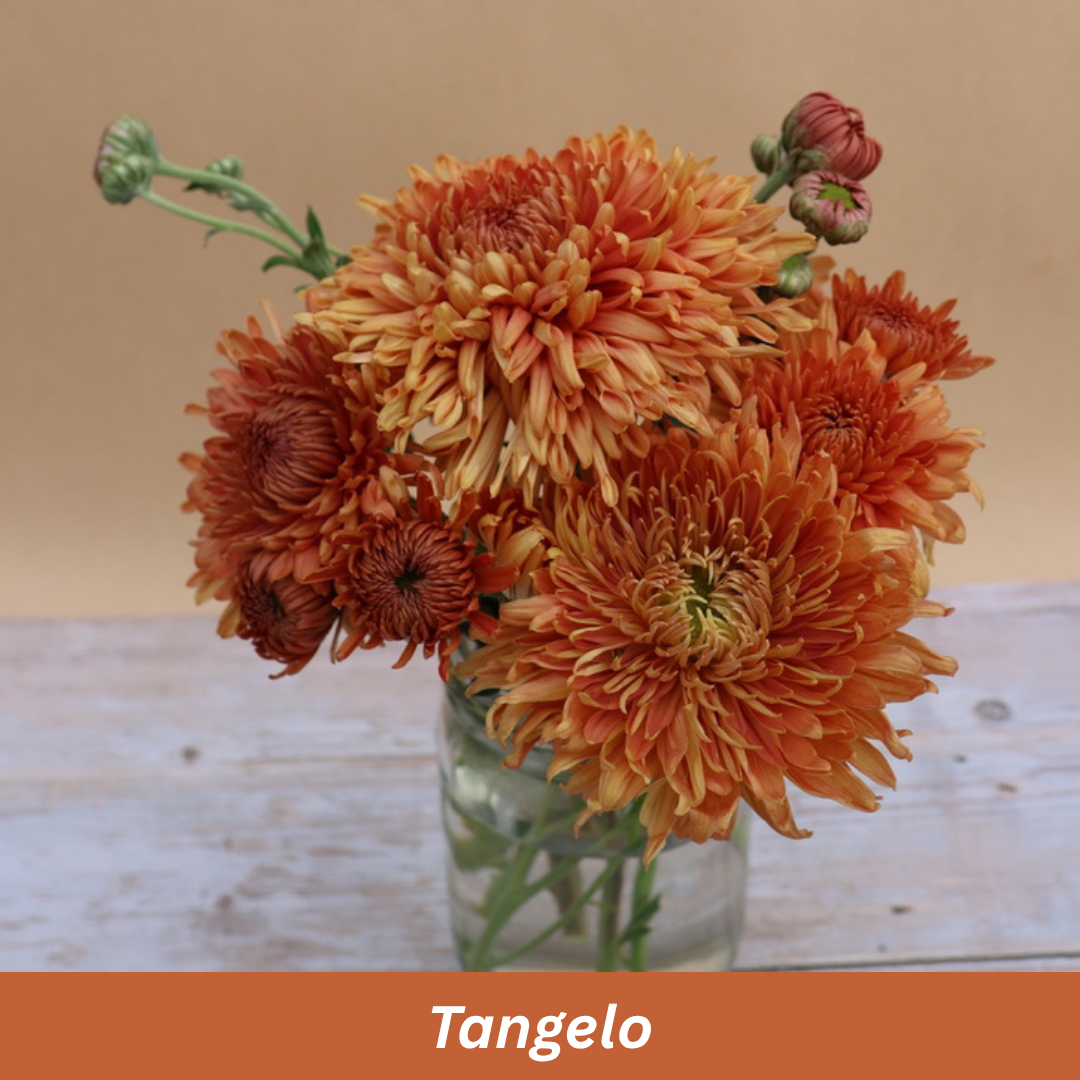 Tangelo Chrysanthemum