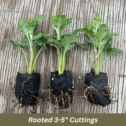Rooted Chrysanthemum Cuttings