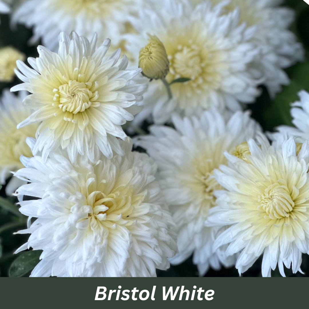 Bristol White Chrysanthemum