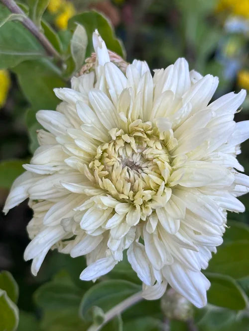 French Vanilla Chrysanthemum | Heritage Mums