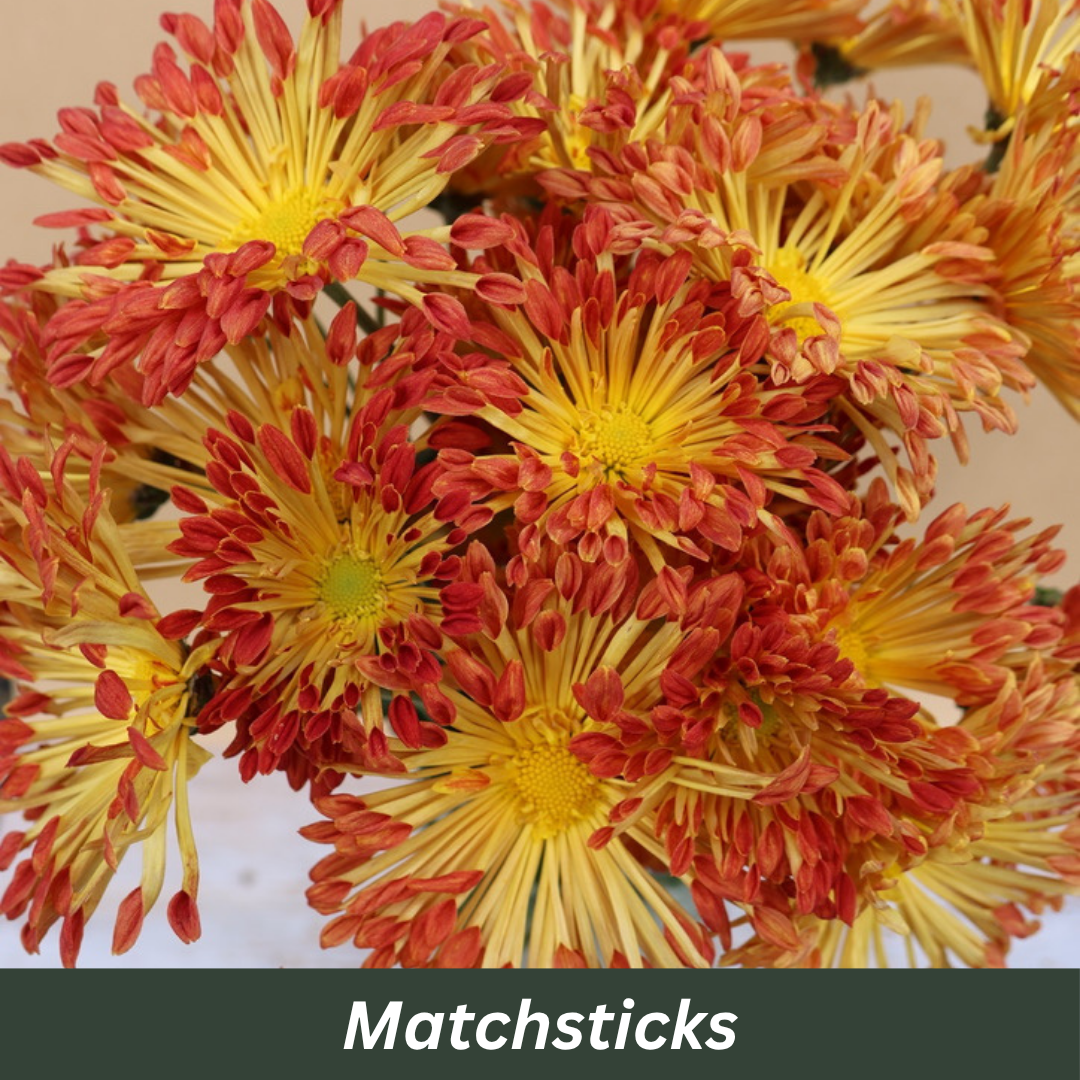 Bouquet of red and yellow chrysanthemums variety 'Matchsticks'