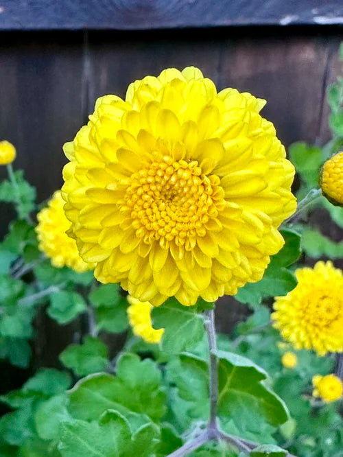 Sesqui Centennial Sun