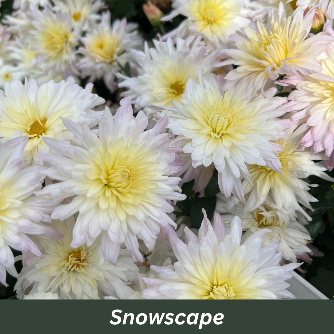 Snowscape Chrysanthemum