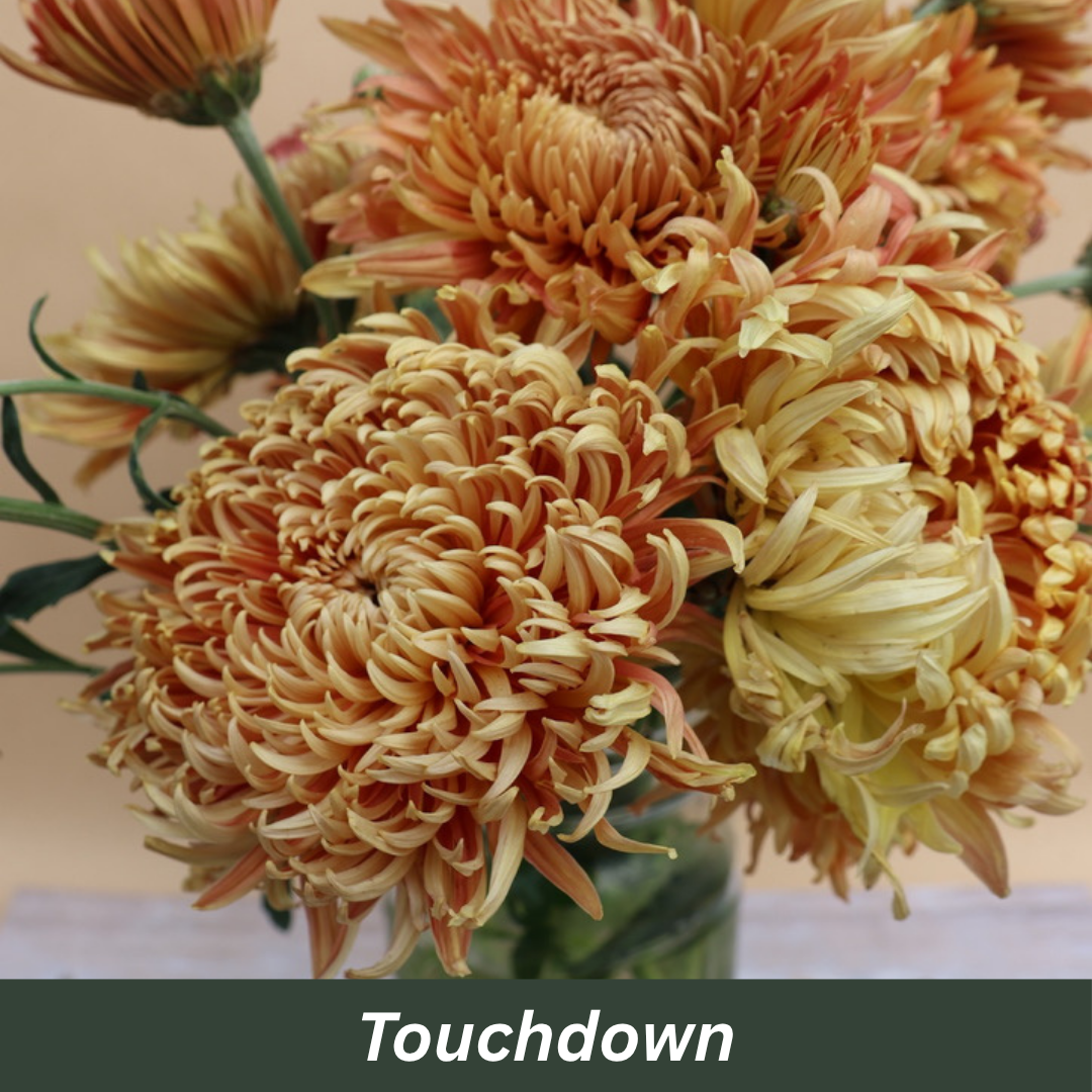 Touch down Chrysanthemums