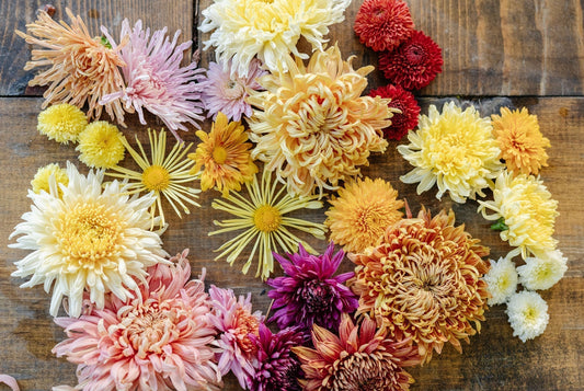 Bright collection of Chrysanthemums