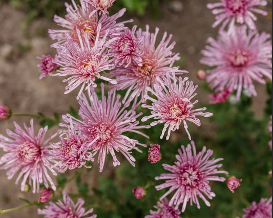 Chrysanthemum Guide: S