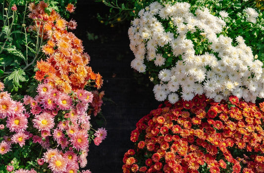 colorful patch of chrysanthemums