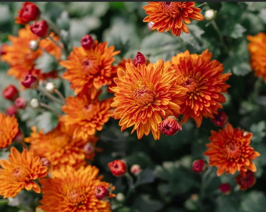 Chrysanthemum Guide: Q-R