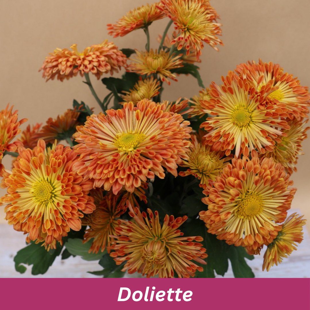 Bouquet of orange and yellow flowers with a pink banner displaying 'Doliette'.