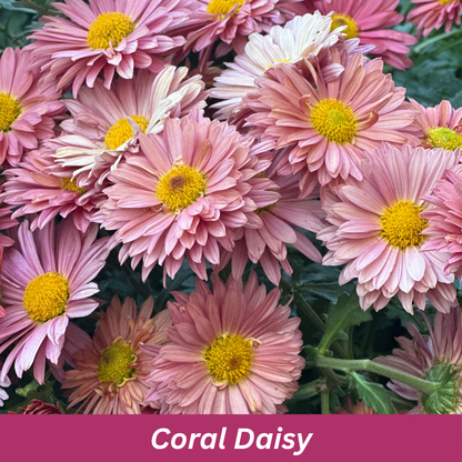Coral Daisy Chrysanthemums