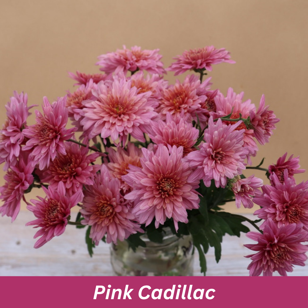 Pink Cadillac Chrysanthemum