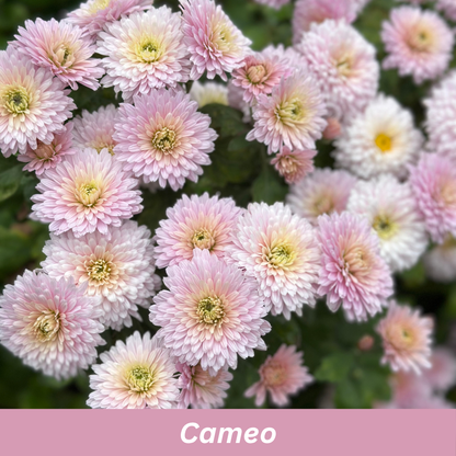 Close-up of pink flowers with a 'Cameo' label