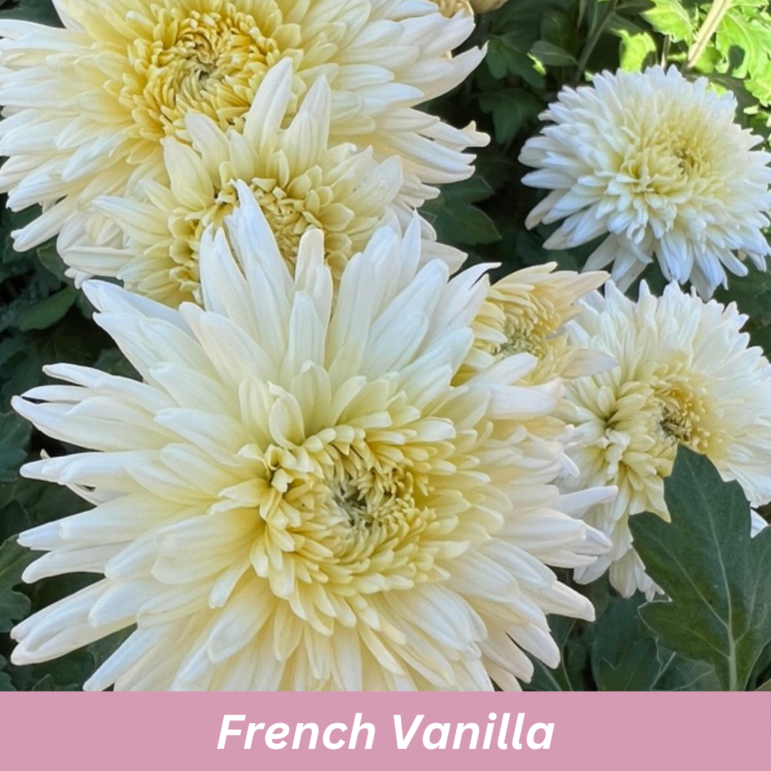 Close-up of light yellow flowers with 'French Vanilla' label