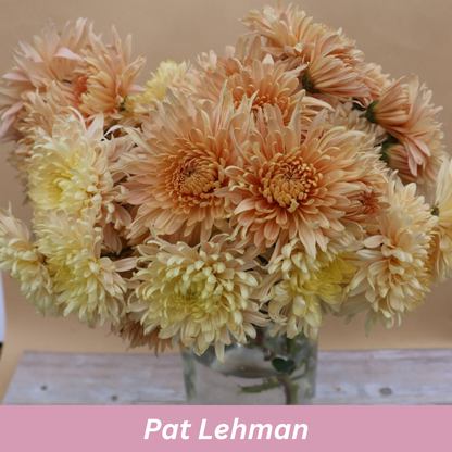 Bouquet of peach-colored flowers called 'Pat Lehman' Chrysanthemums