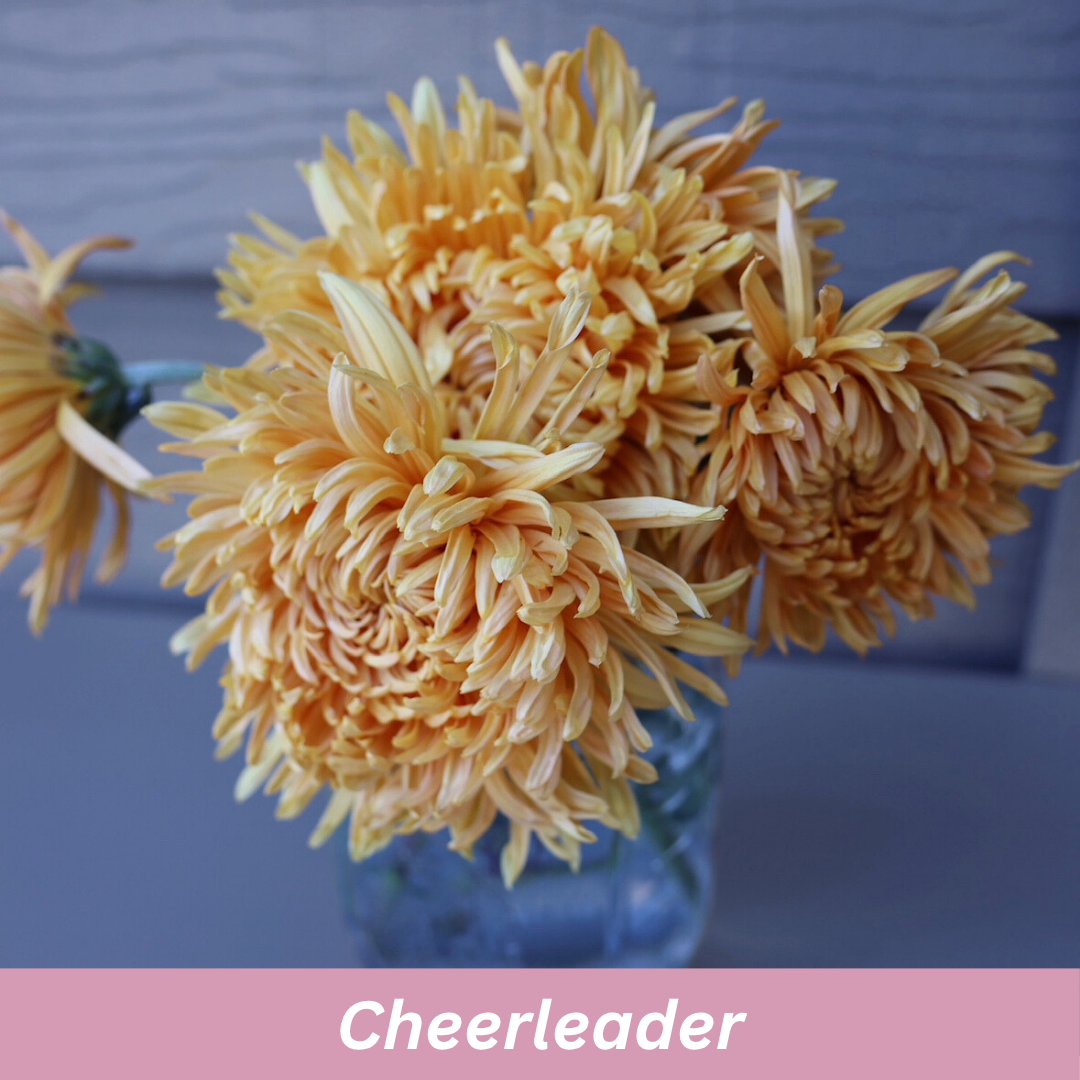 Bouquet of peach flowers in a blue vase called 'Cheerleader' Chrysanthemum