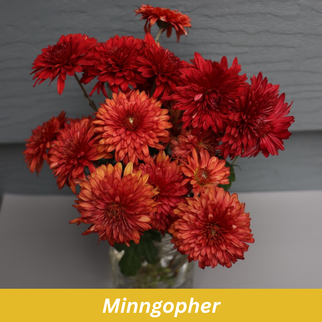 Minngopher Chrysanthemum