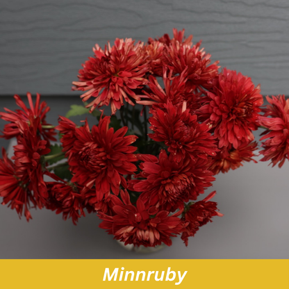 Minnruby Chrysanthemum
