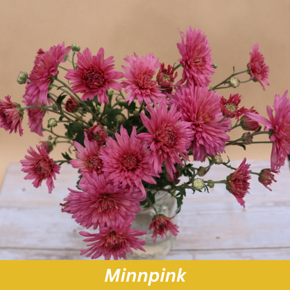 Minnpink pink flowers Chrysanthemum