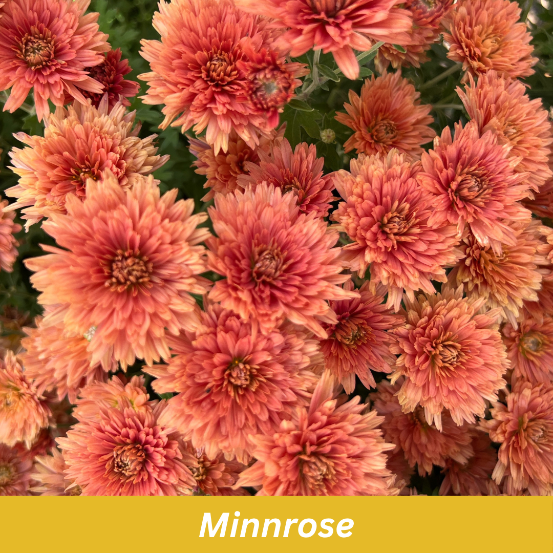 Close-up of pink flowers with 'Minnrose' label on a yellow background