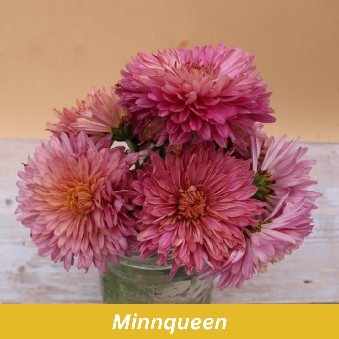 Minnqueen Chrysanthemum
