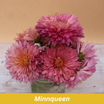 Minnqueen Chrysanthemum