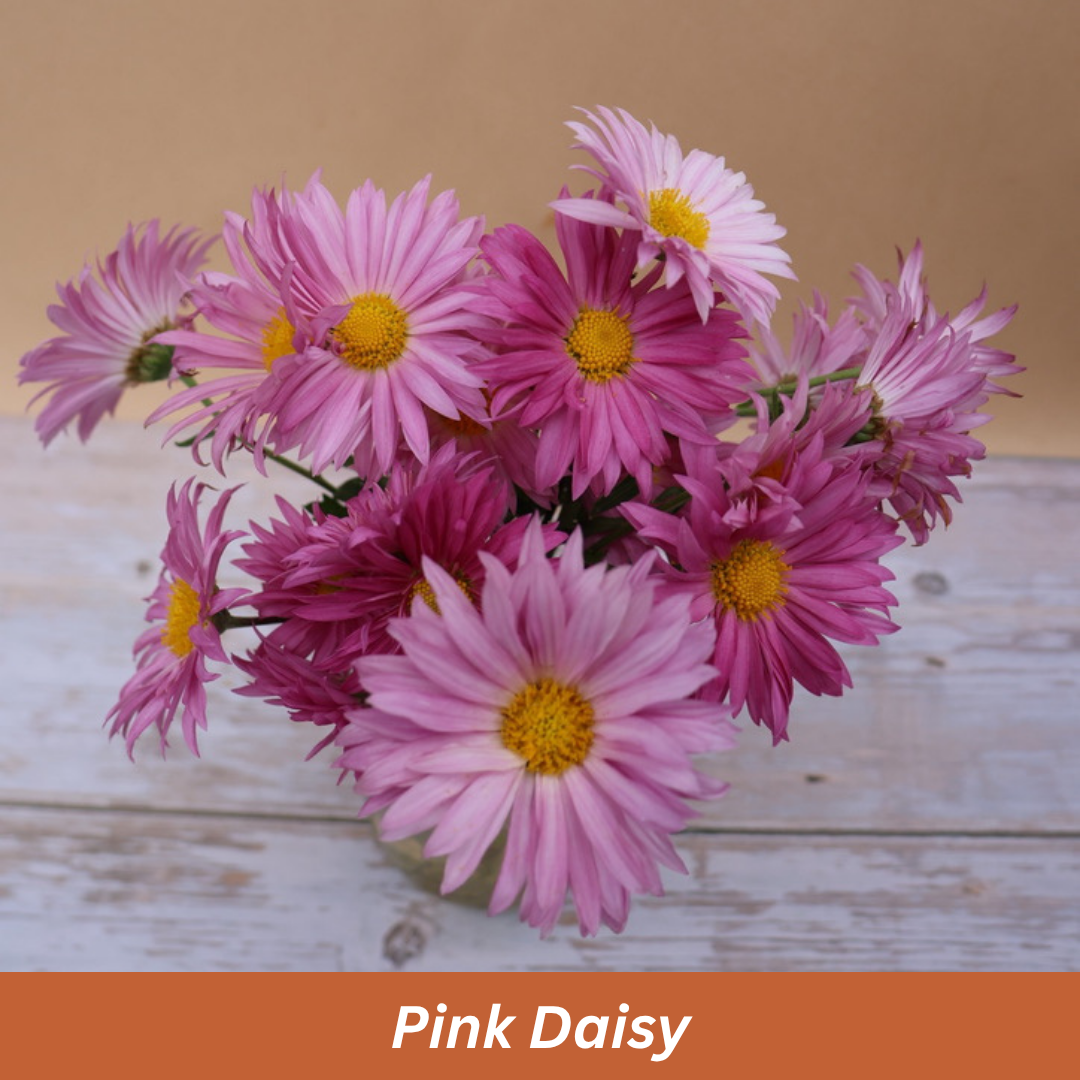 Pink Daisy Chrysanthemum