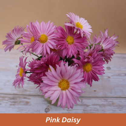 Pink Daisy Chrysanthemum