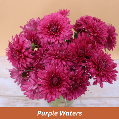 Bouquet of purple flowers with a warm background and 'Purple Waters' text.