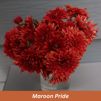 Maroon Pride Chrysanthemum
