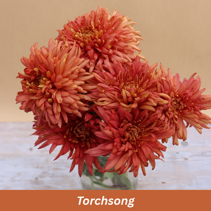 Torchsong Chrysanthemum