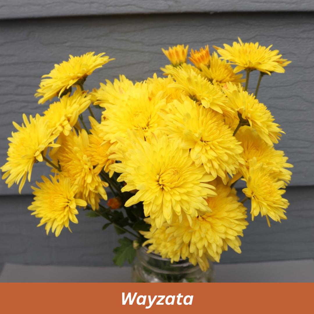 Wayzata Chrysanthemum