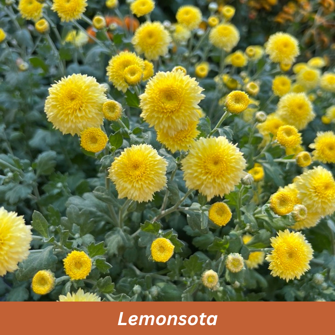 Lemonsota Chrysanthemum