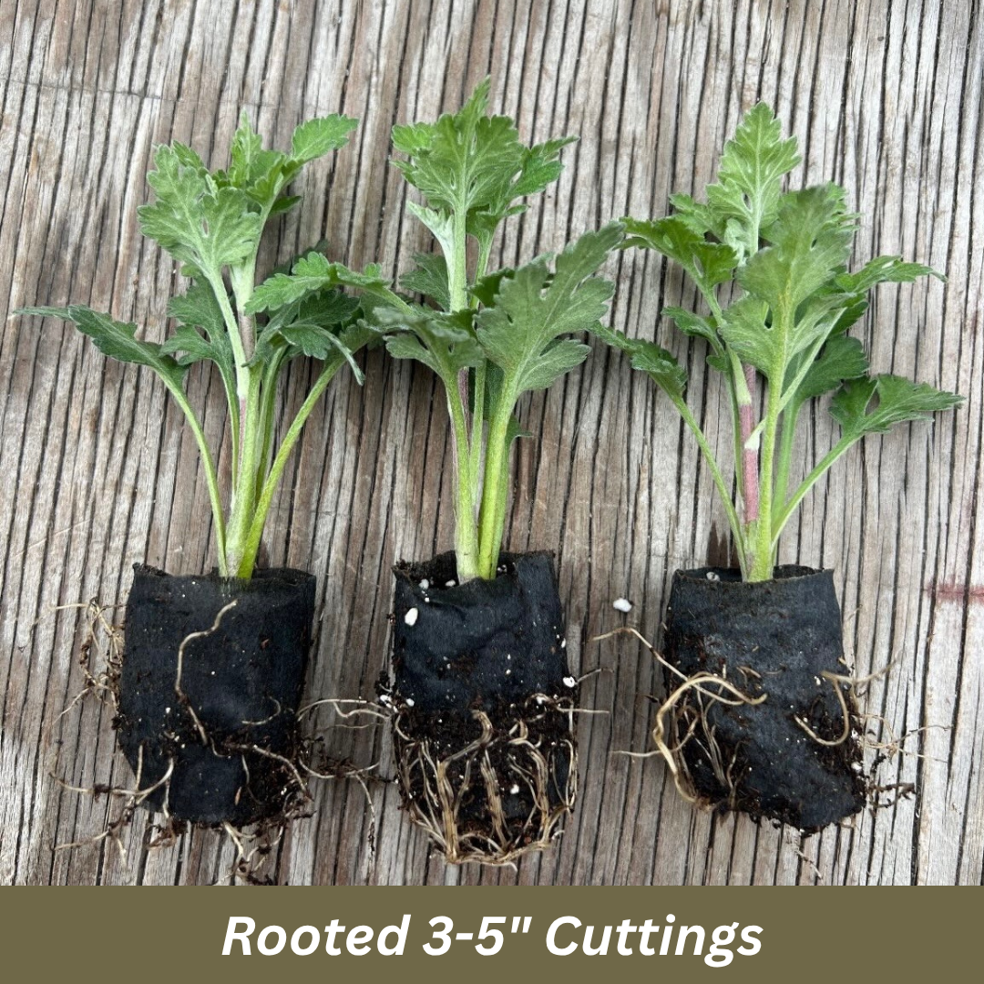 Rooted Chrysanthemum Cuttings