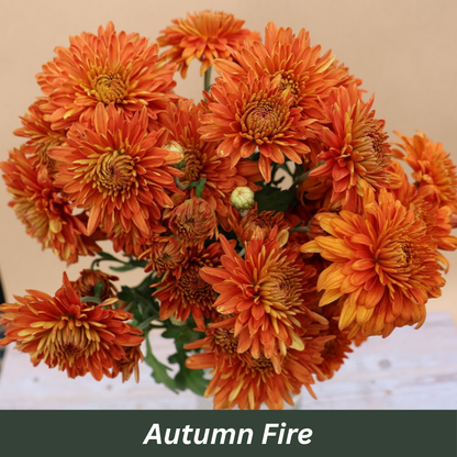 Autumn Fire Chrysanthemum