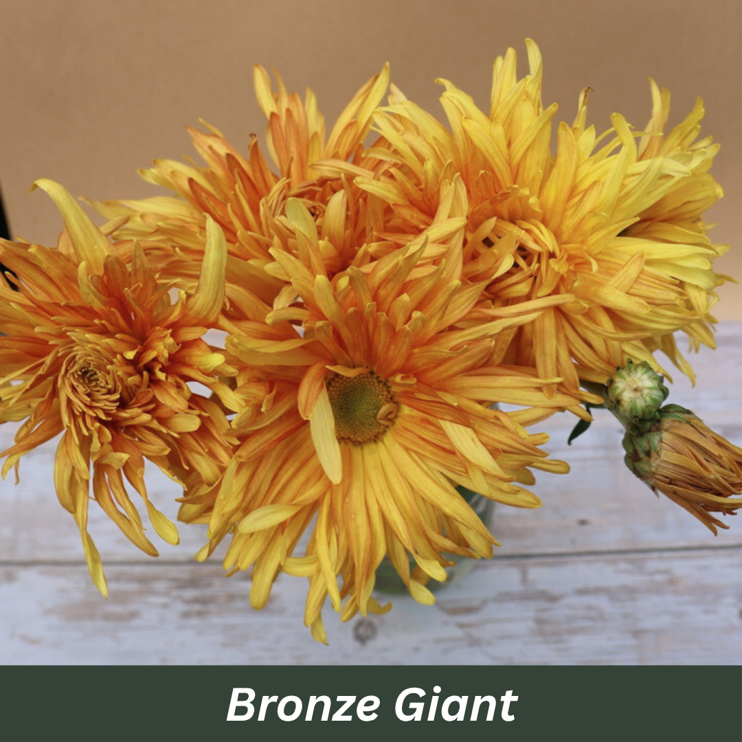 Bouquet of yellow flowers labeled 'Bronze Giant' on a wooden surface.