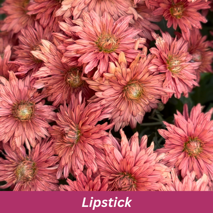 Close-up of pink Chrysanthemum flowers with 'Lipstick' label