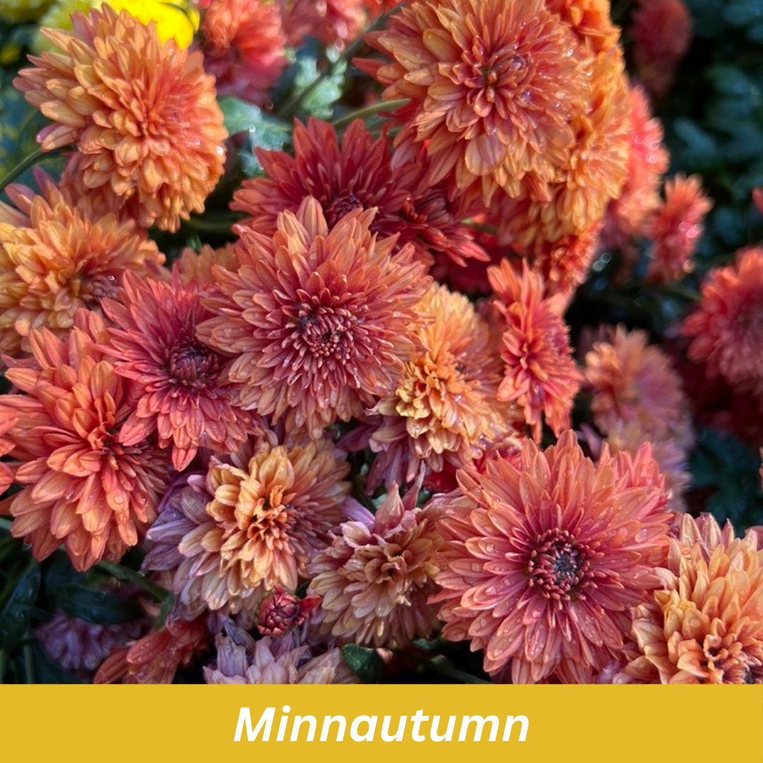Minnautumn Chrysanthemums
