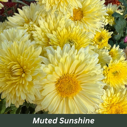 Muted Sunshine Chrysanthemums 