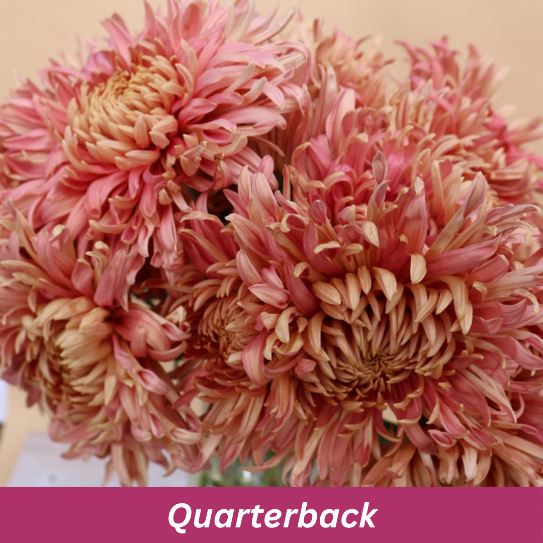 Close-up of pink flowers with a 'Quarterback' label at the bottom.